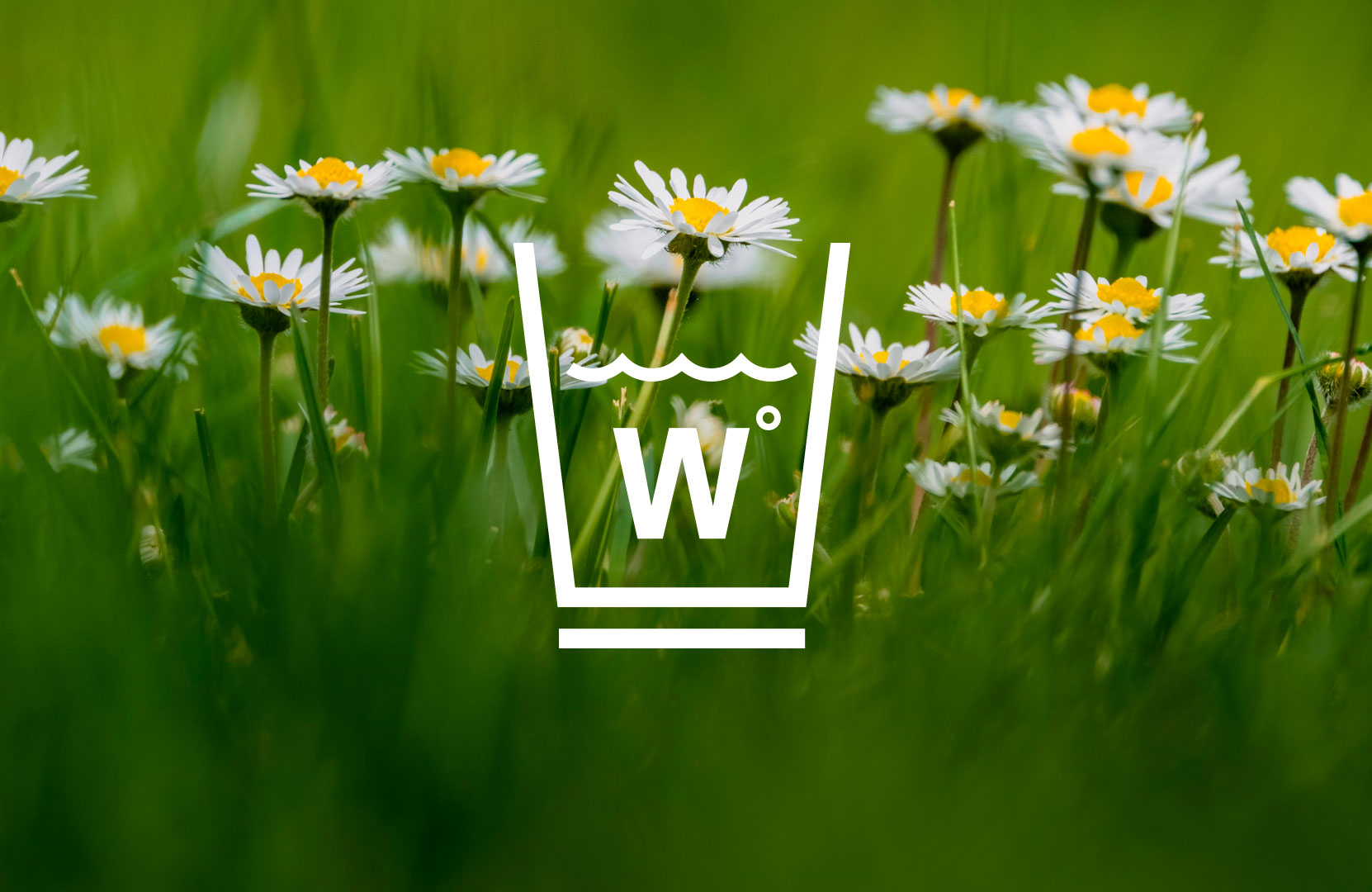 logo-design-westmorland-linen-cleaners-daisies